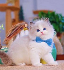 伊苏8卡顿怎么优化